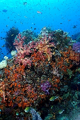 Raja Ampat 2016 - Corail - IMG_4602_rc